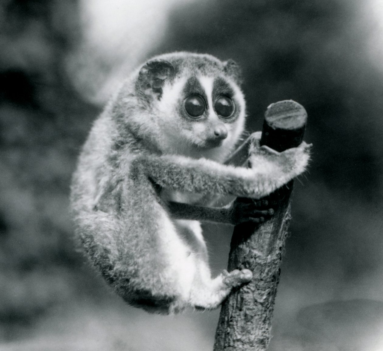 Een slanke lori die zich vasthoudt aan het uiteinde van een tak, London Zoo, augustus 1926 door Frederick William Bond