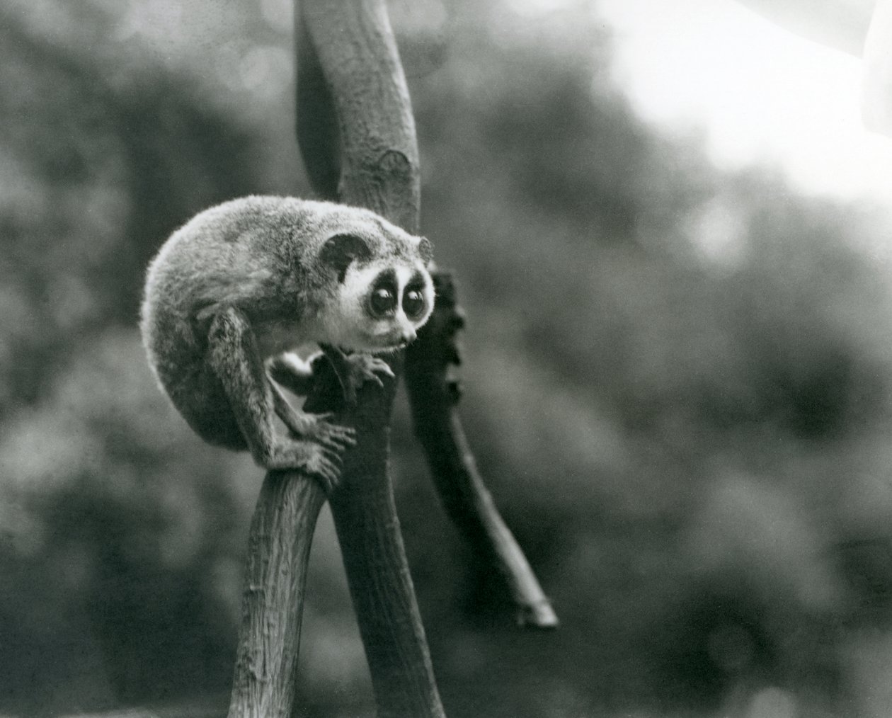 Een Slanke Lori kijkend naar beneden vanaf een tak, London Zoo, augustus 1926 door Frederick William Bond