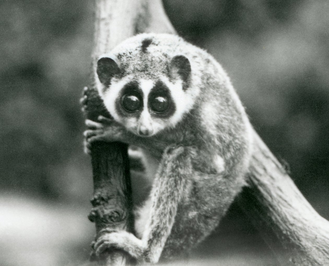Een Slanke Loris kijkend naar beneden vanaf een tak, London Zoo, augustus 1926 door Frederick William Bond