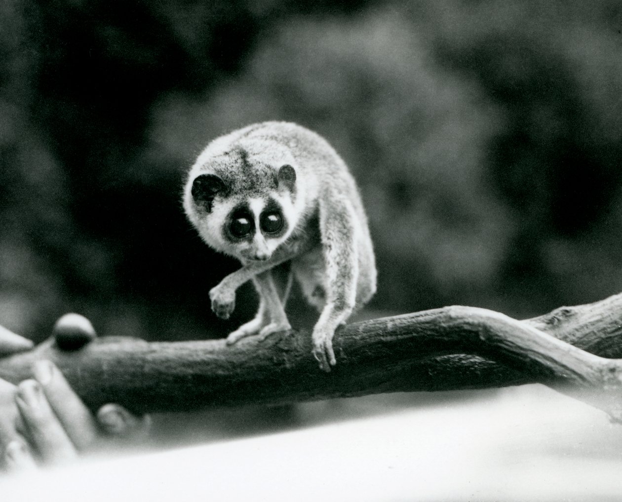 Een Slanke Loris kijkend naar beneden vanaf een tak die in de handen van een verzorger wordt gehouden, London Zoo, augustus 1926 door Frederick William Bond