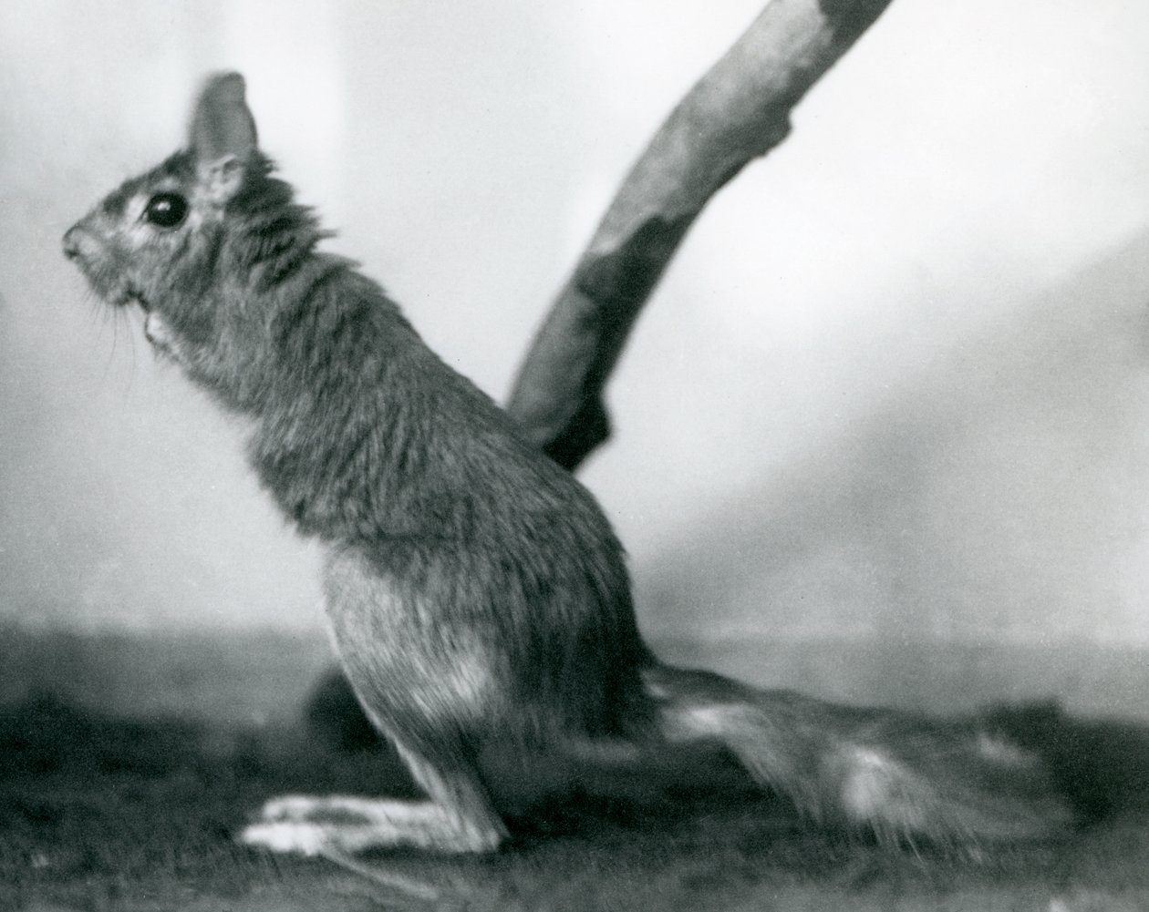 Een Zuid-Afrikaanse Springhaas zittend bij een tak in zijn verblijf, London Zoo, december 1925 door Frederick William Bond
