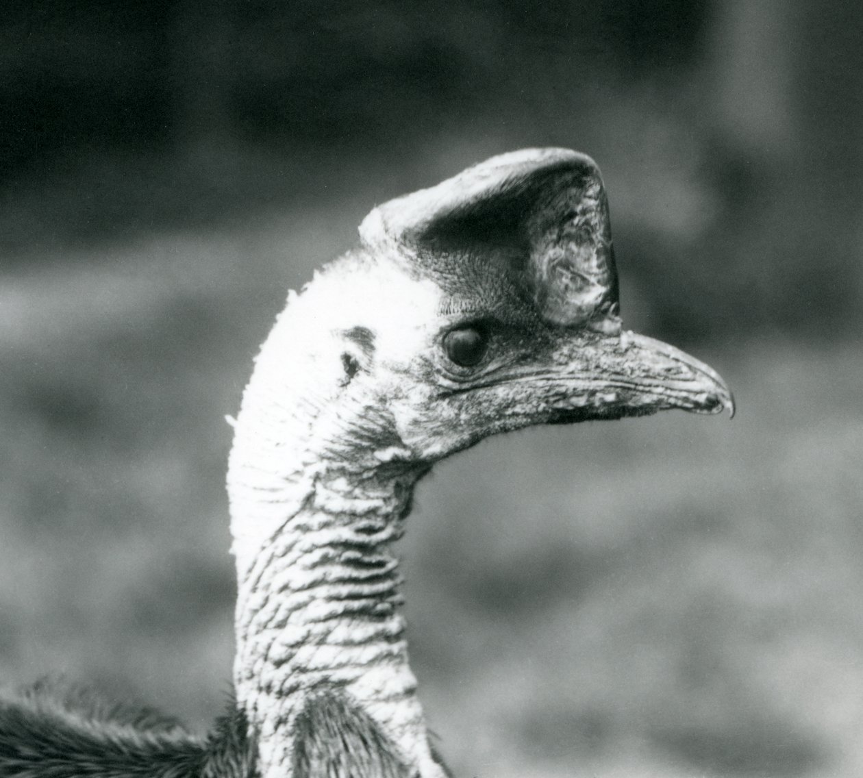 Een Zuidelijke Kasuaris in London Zoo, juni 1925 door Frederick William Bond