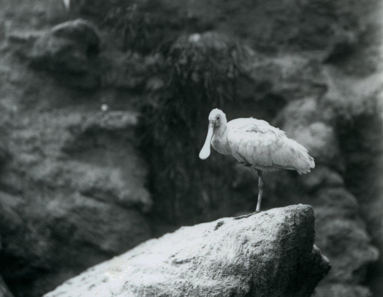 Een Lepelaar staat op een rots in de Londense Zoo in september 1927 door Frederick William Bond