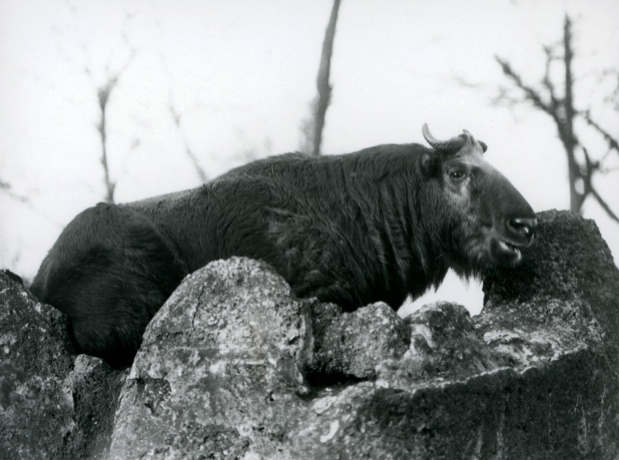 Een Takin, ook bekend als een Runderchamois of Gnoegeit, rustend op een rots, London Zoo, 1925 door Frederick William Bond