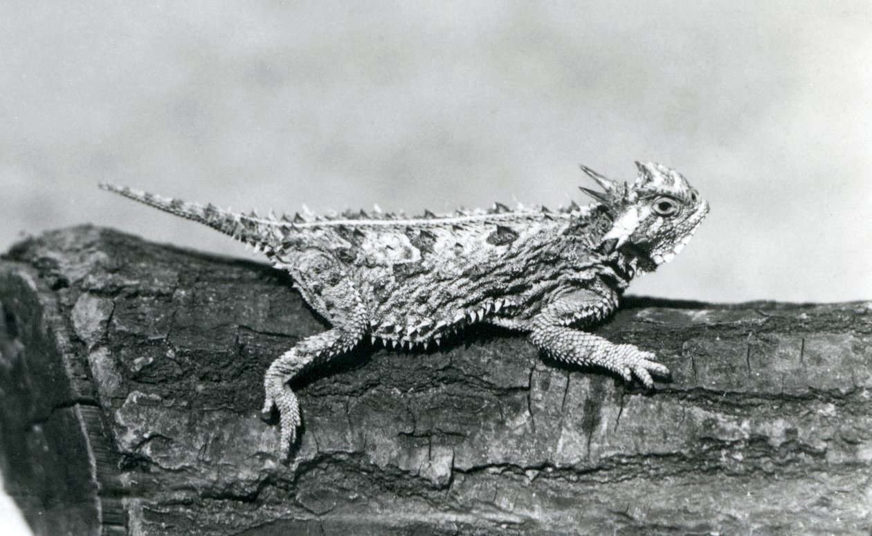 Een Texaanse gehoornde hagedis/Horntoad/Horned Toad/Horny Toad rustend op een boomstam in London Zoo in augustus 1928 (zwart-wit foto) door Frederick William Bond