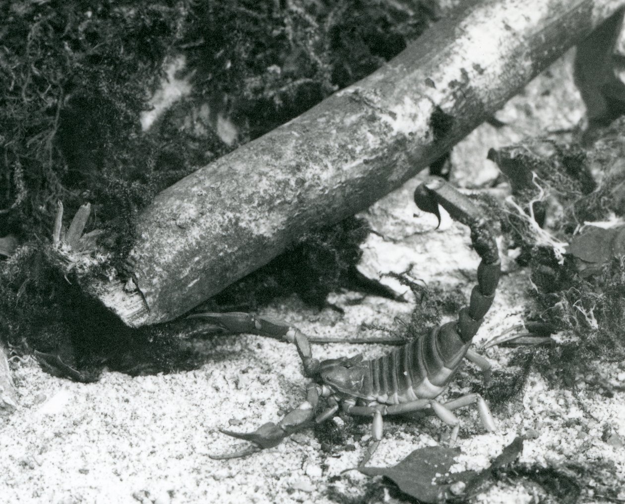 Een Texaanse schorpioen in de London Zoo in 1928 door Frederick William Bond