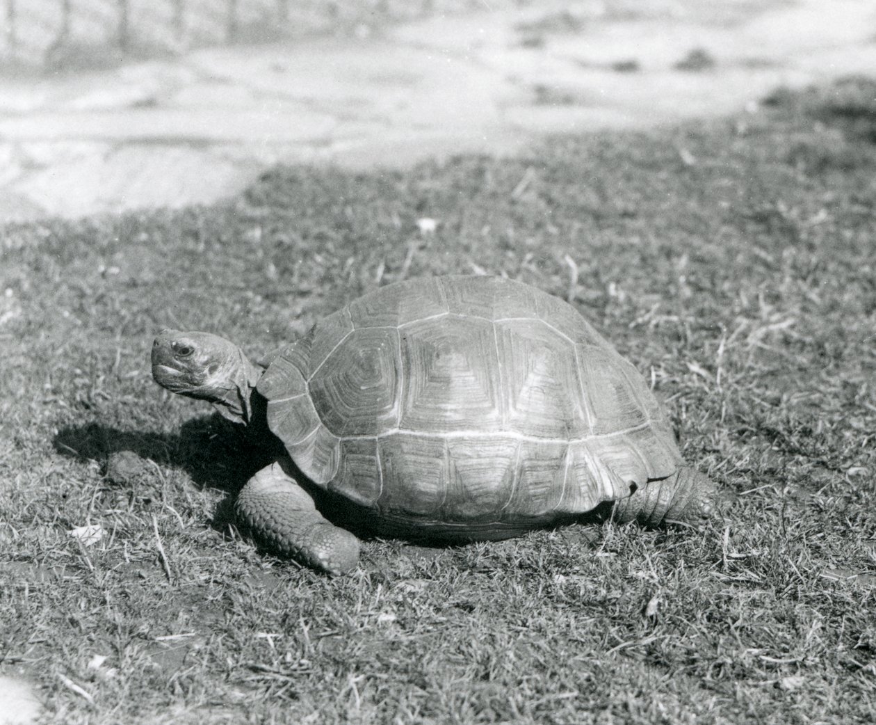Een schildpad staand op gras in de London Zoo in 1926 door Frederick William Bond