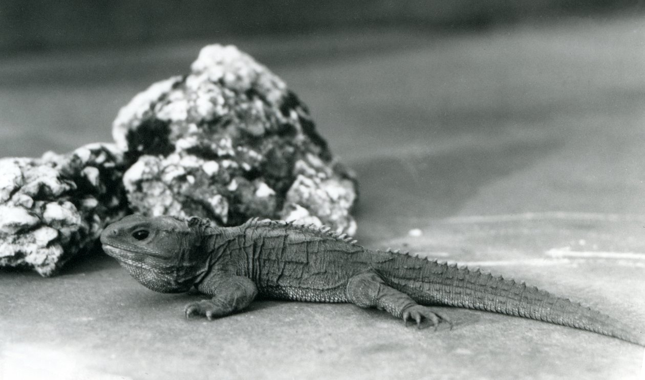 Een Tuatara, liggend voor een rots, in de London Zoo in 1928 door Frederick William Bond