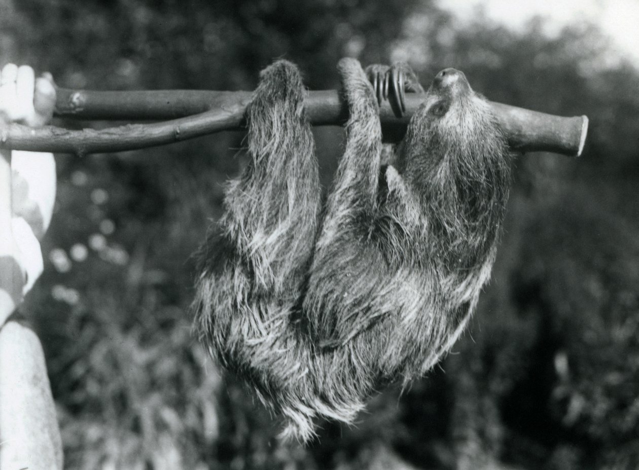 Een twee-tenige luiaard hangend aan een afgesneden tak, vastgehouden door een verzorger, London Zoo, 1925 door Frederick William Bond