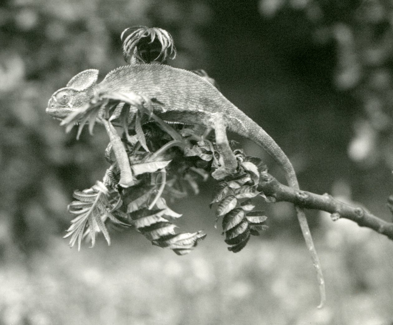 Een gesluierde of Jemen kameleon aan het einde van een bladerige tak in London Zoo, juni 1924 door Frederick William Bond