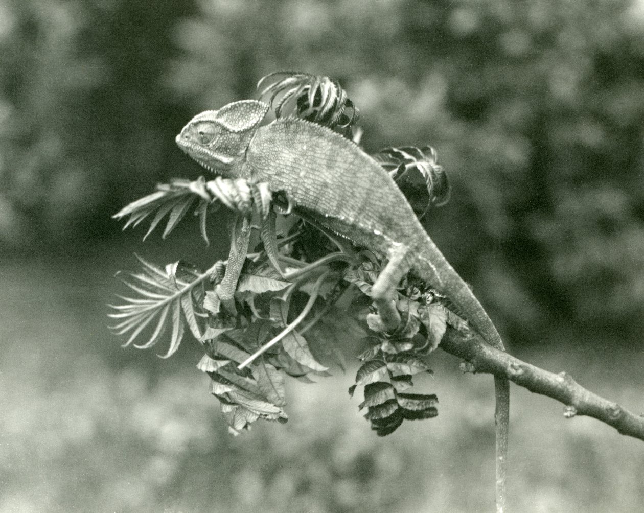 Een gesluierde of Jemen kameleon aan het einde van een bladerige tak in London Zoo, juni 1924 door Frederick William Bond
