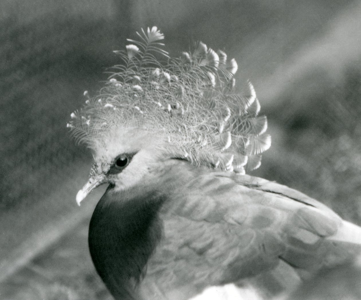 Een Victoria Kroonduif in de Londense Zoo in september 1927 door Frederick William Bond