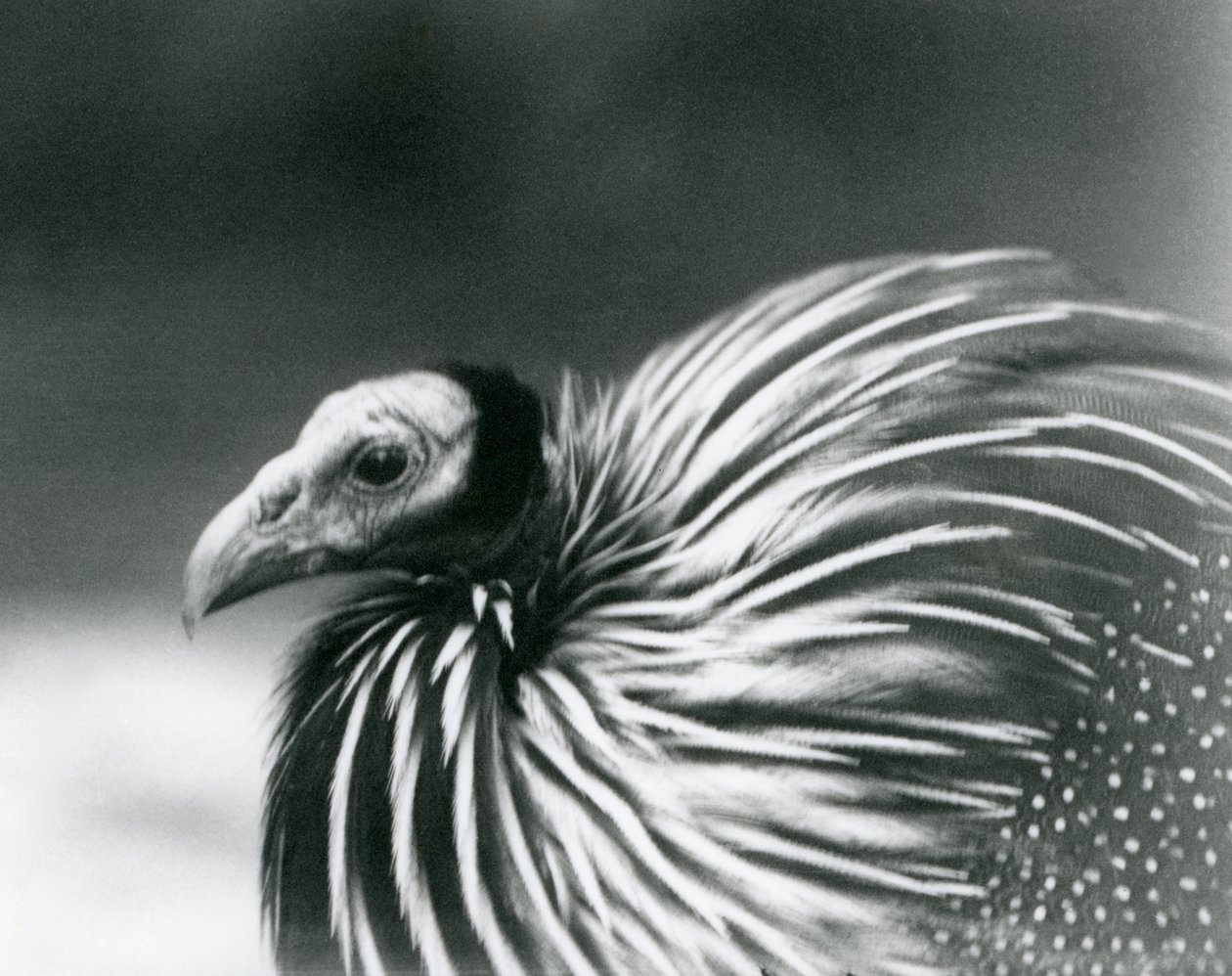 Een gierparelhoen in London Zoo in 1927 door Frederick William Bond
