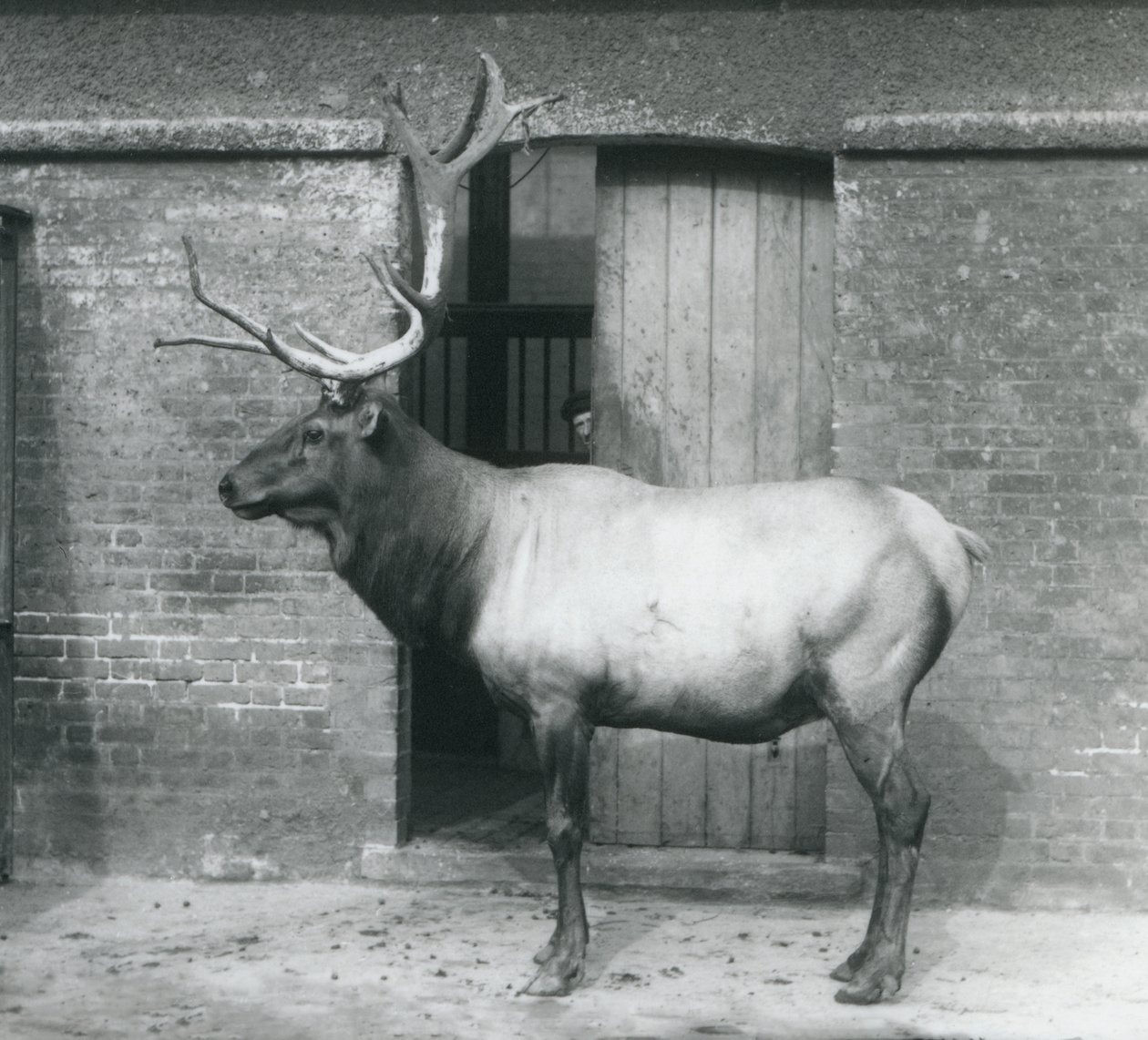 Een WapitiElk hert staand in zijn verblijf in London Zoo in september 1927 door Frederick William Bond