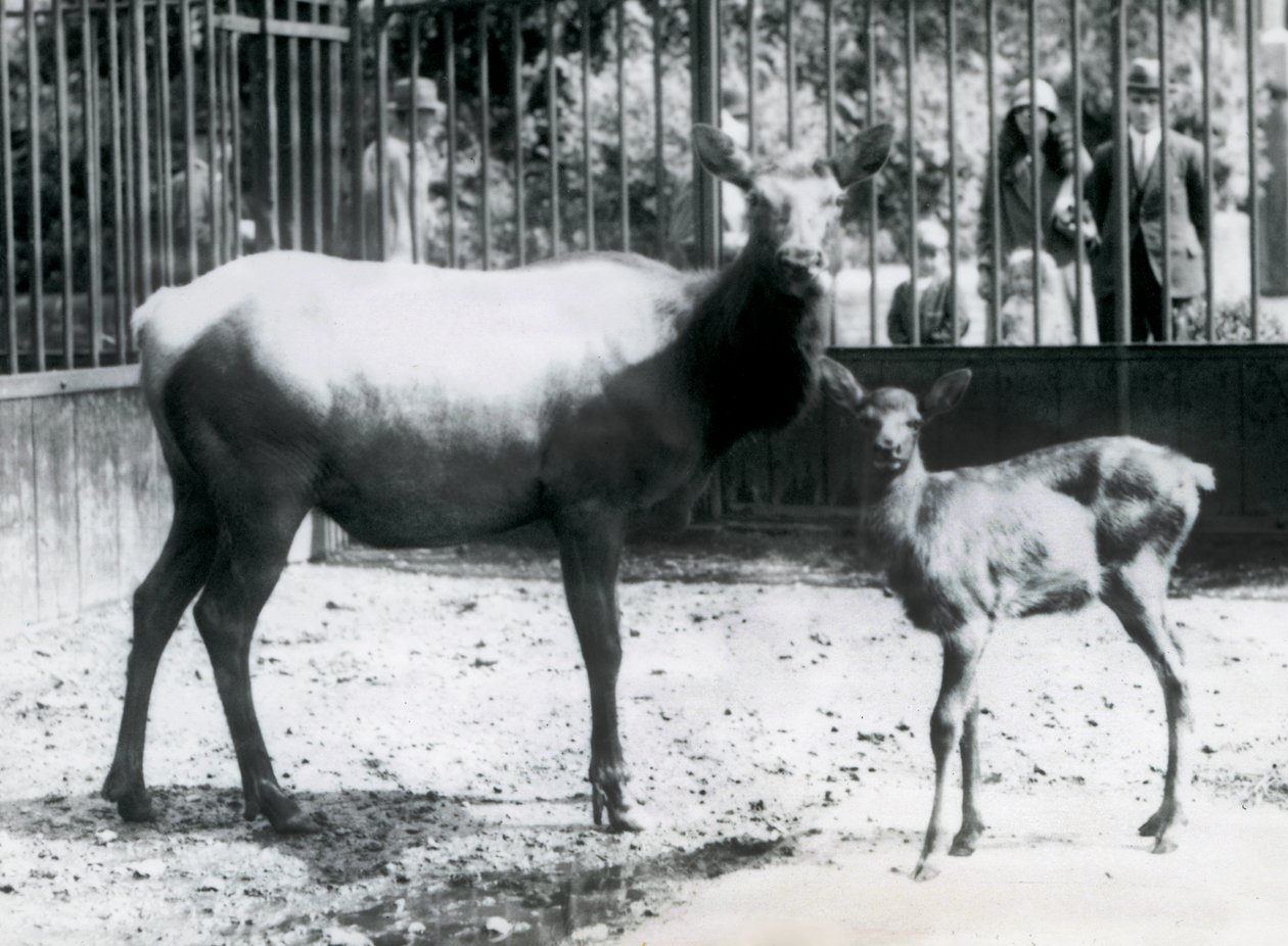 Een wapiti met haar kalf in hun omheining met bezoekers die door de tralies kijken, London Zoo door Frederick William Bond