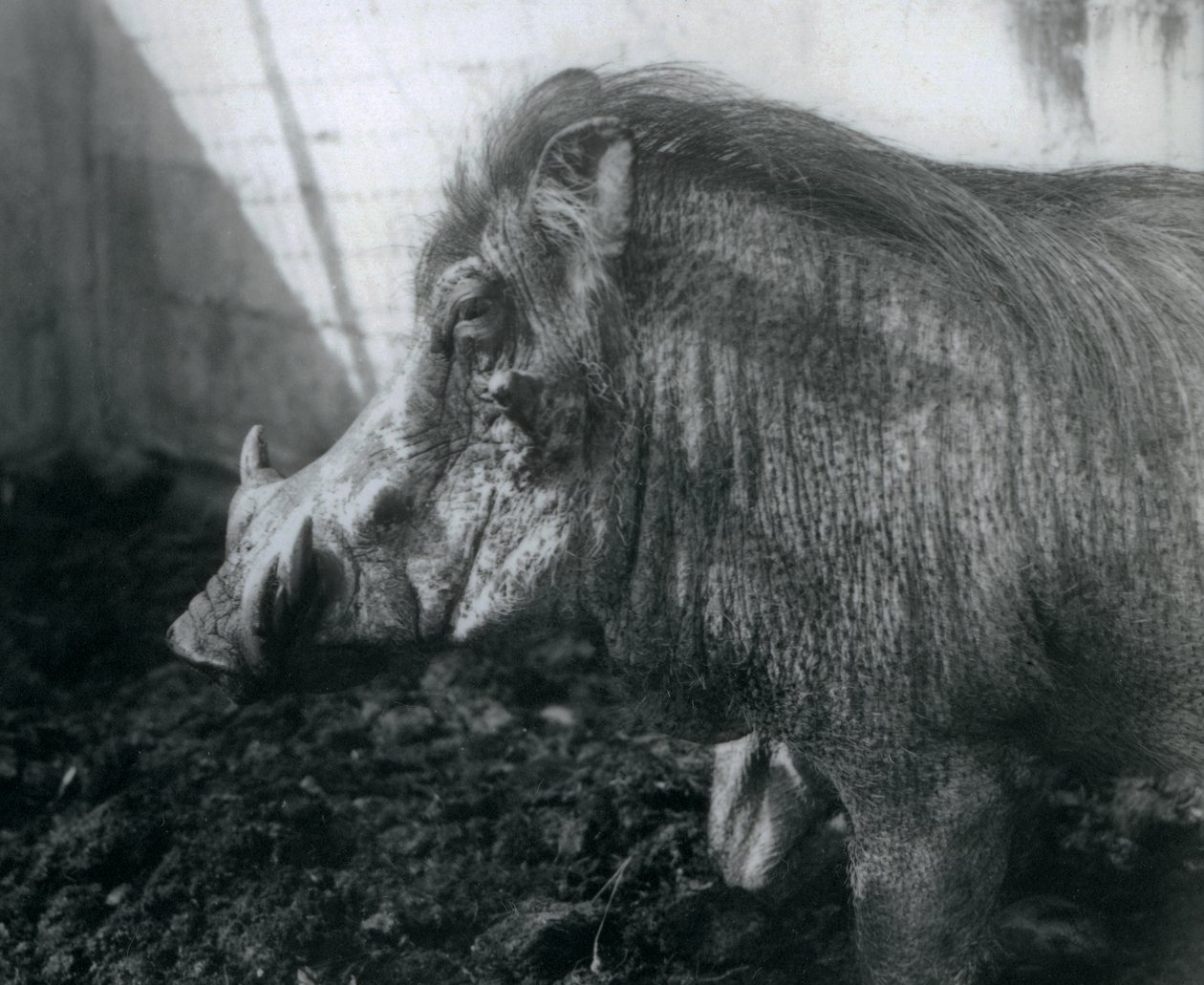 Een Wrattenzwijn staand in de modder, London Zoo, 1927 door Frederick William Bond
