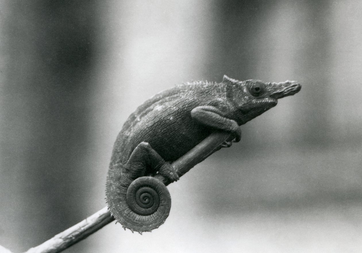 Een West Usambara tweehoornige kameleon, London Zoo, 1927 door Frederick William Bond