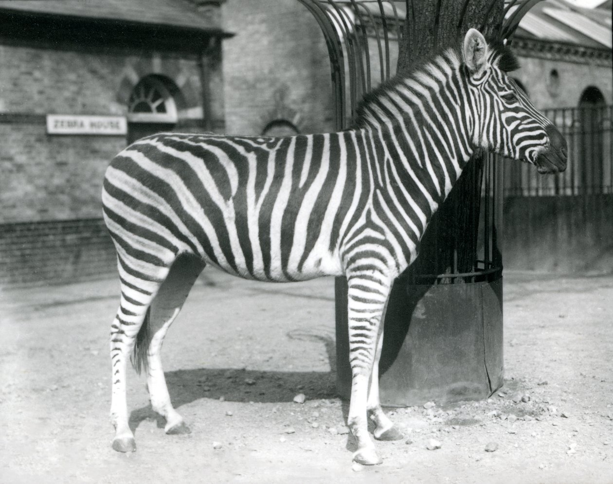 Een zebra staat in de paddock buiten het Zebrahuis in London Zoo in 1925 door Frederick William Bond
