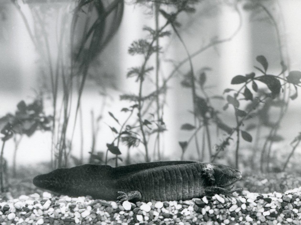 Een zwarte Axolotl/Mexicaanse Salamander rustend op grind op de bodem van een tank in de London Zoo in 1928 door Frederick William Bond