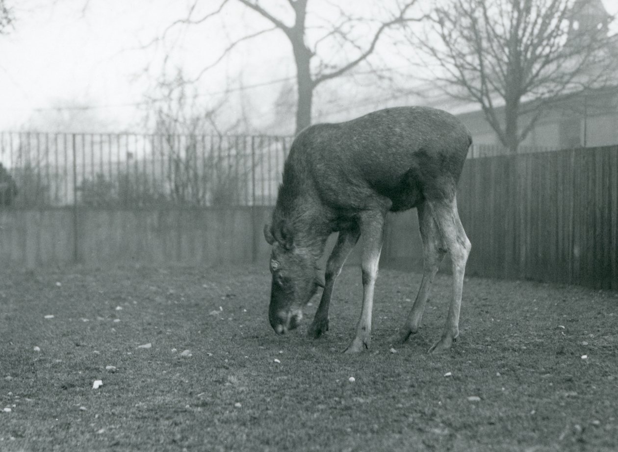 Een stier eland/eland staat in zijn paddock en reikt naar het gras, London Zoo, januari 1926 door Frederick William Bond
