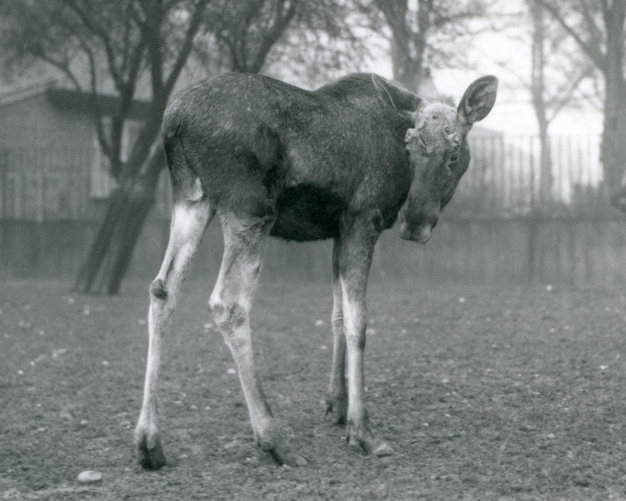 Een stier Eland met wonden van recent afgeworpen gewei, staand in London Zoo, januari 1926 door Frederick William Bond