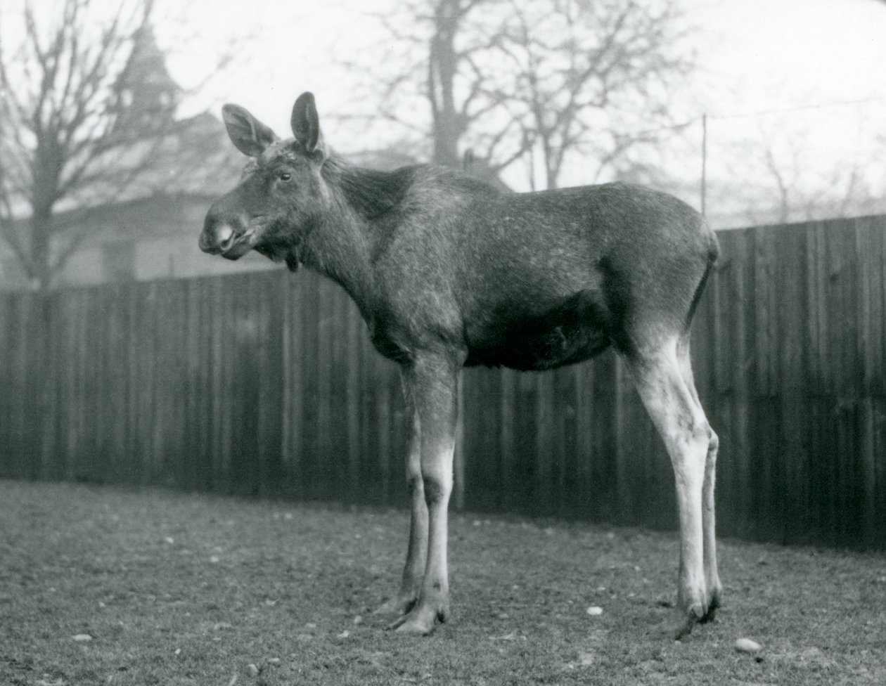 Een stier Eland met wonden van recent afgeworpen gewei, staand in London Zoo, januari 1926 door Frederick William Bond