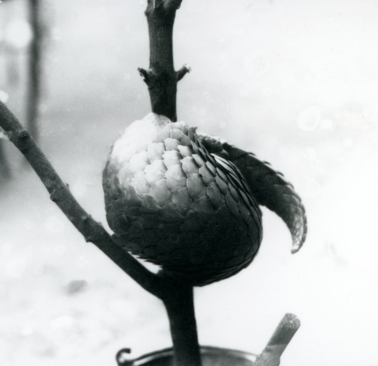 Een ernstig bedreigde Chinese Pangolin rustend, gekruld rond een verticale tak, London Zoo, juli 1925 door Frederick William Bond