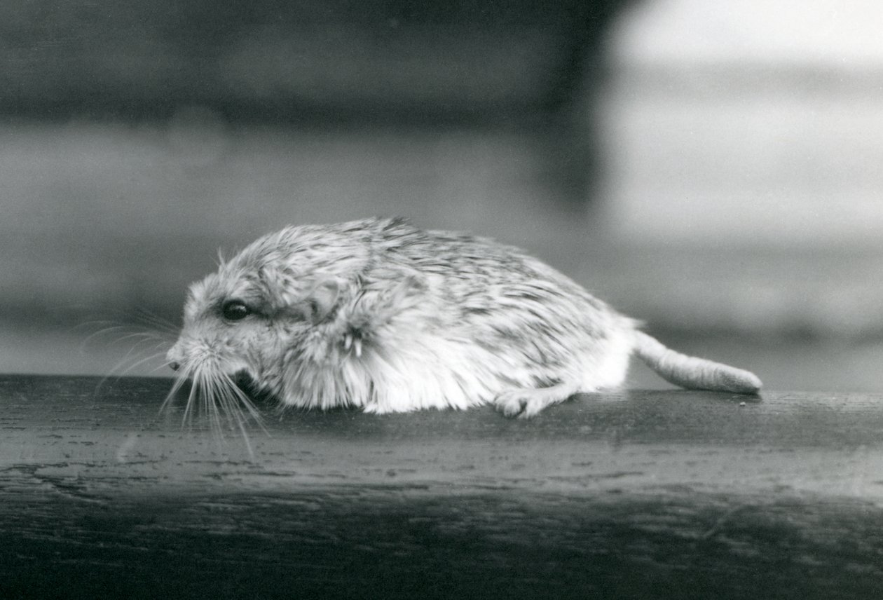 Een dikstaartgerbil, London Zoo, juli 1925 door Frederick William Bond
