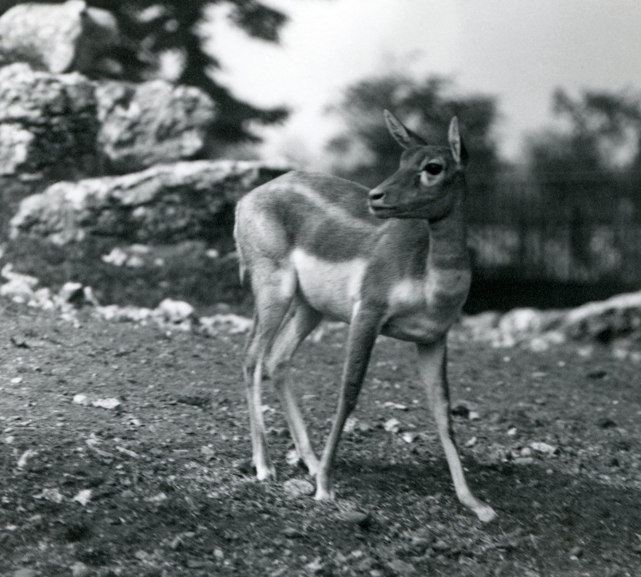 Een vrouwelijke zwartbok in de London Zoo door Frederick William Bond