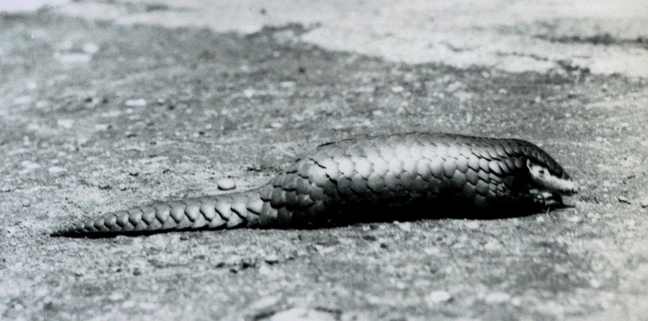 Een vrouwelijke Chinese Schubdier in de London Zoo in augustus 1925 door Frederick William Bond