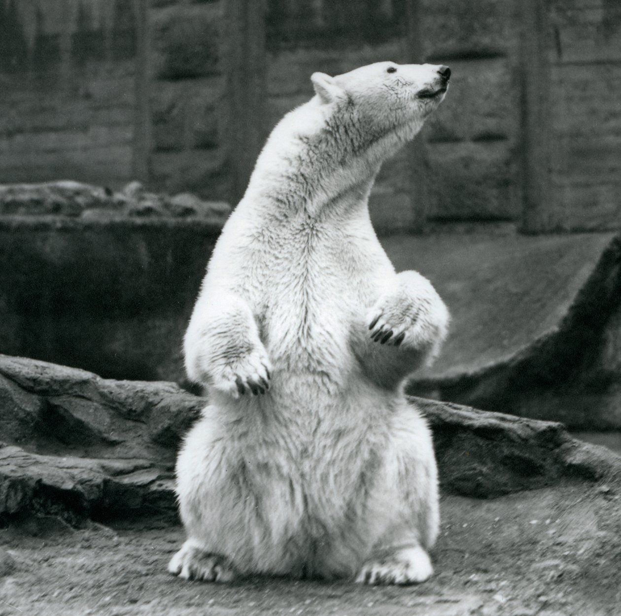 Een vrouwelijke ijsbeer zittend op haar achterwerk op de Mappin Terrassen in London Zoo in september 1928 door Frederick William Bond
