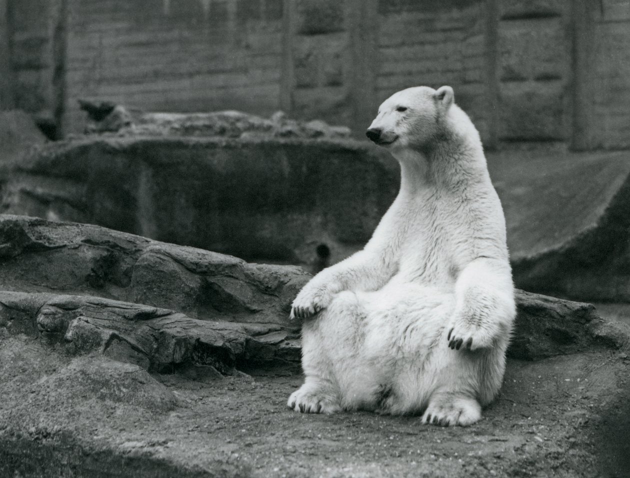Een vrouwelijke ijsbeer zittend op haar achterwerk op de Mappin Terrassen in London Zoo in september 1928 door Frederick William Bond