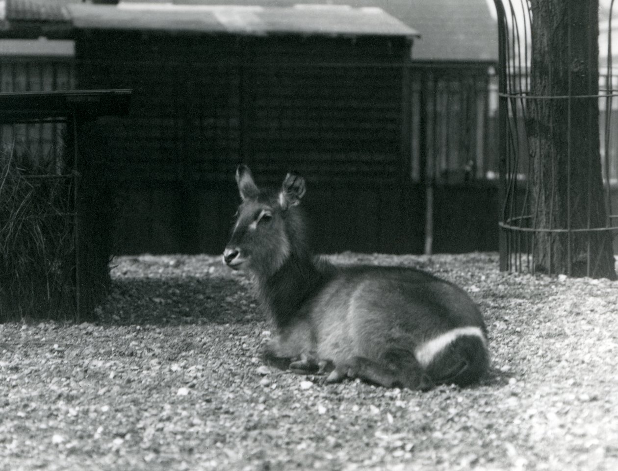 Een vrouwelijke waterbok, Kobus ellipsiprymnus, zittend in haar verblijf in de Londense dierentuin, juni 1924 door Frederick William Bond