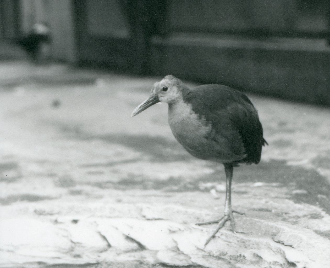 Een grijsnek houtrail of grijsgekroonde houtrail (Aramides cajaneus) staat op één been in de Londense Zoo in september 1927 door Frederick William Bond