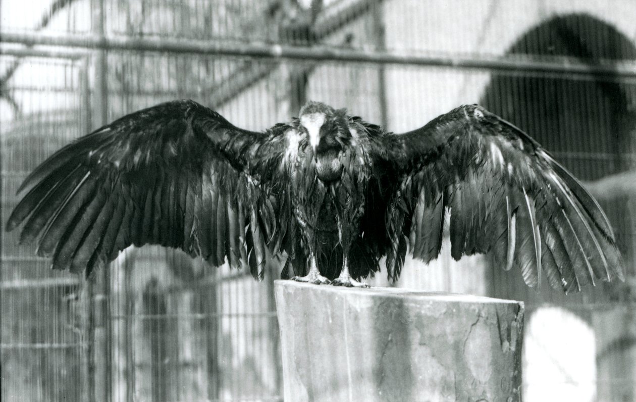 Een kapgier, staand op een boomstam met uitgespreide vleugels, genietend van een aprilbui in de London Zoo, voor 1930 (zwart-wit foto) door Frederick William Bond
