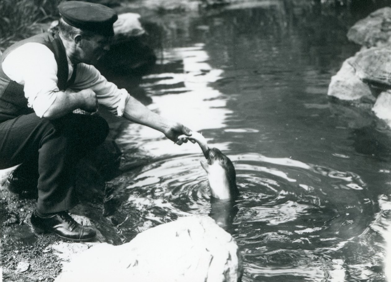 Een verzorger die een jonge Kapselrob vis voert in zijn bassin in de London Zoo, juni 1914 door Frederick William Bond