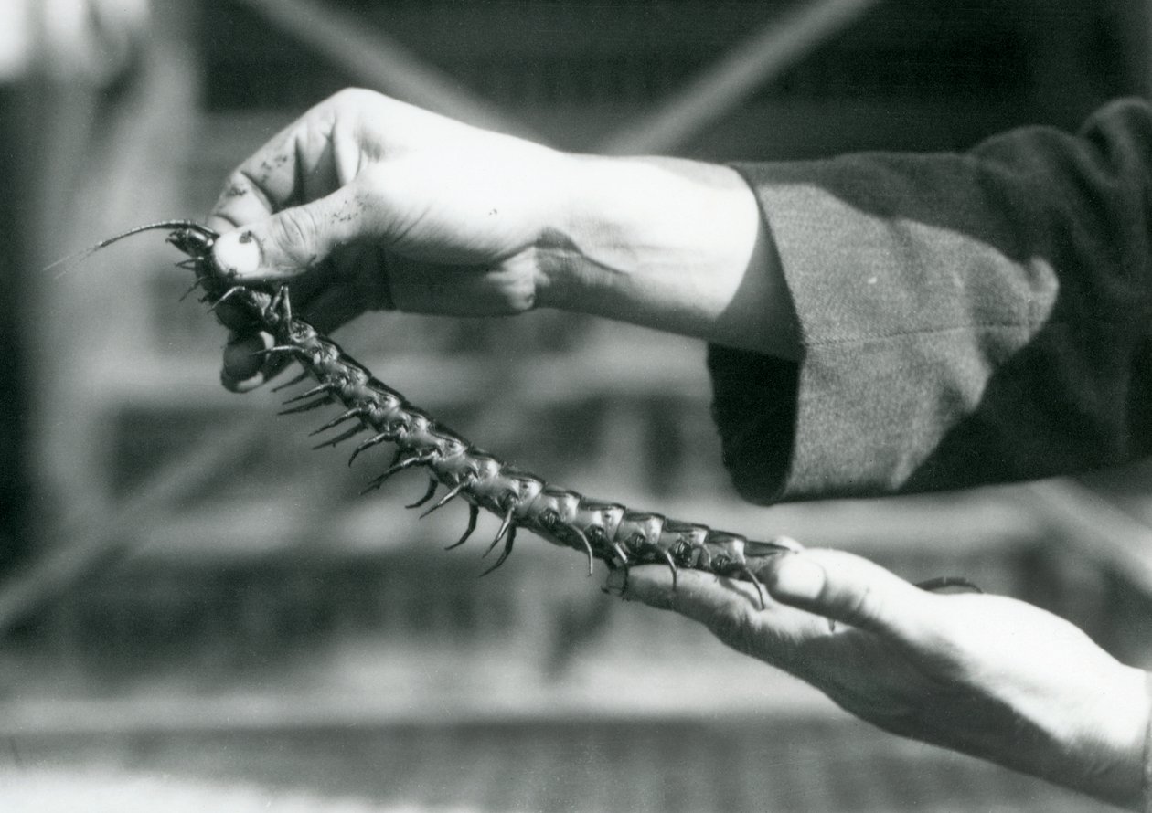 Een verzorger die een Reuzenmiljoenpoot in zijn handen houdt, London Zoo, 1927 door Frederick William Bond