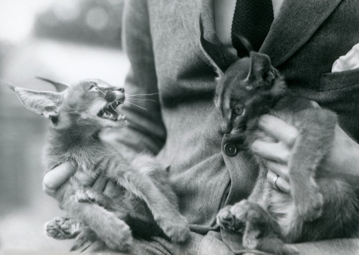 Een verzorger houdt een paar Caracal-kittens op zijn schoot, London Zoo door Frederick William Bond