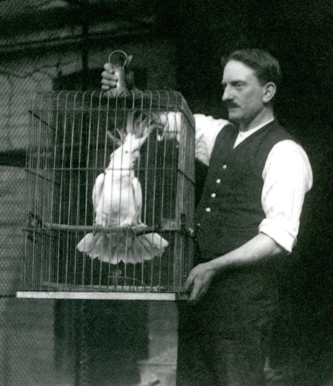 Een verzorger houdt een zwavelkuifkaketoe, Jade, in zijn kooi in de London Zoo in oktober 1924 door Frederick William Bond