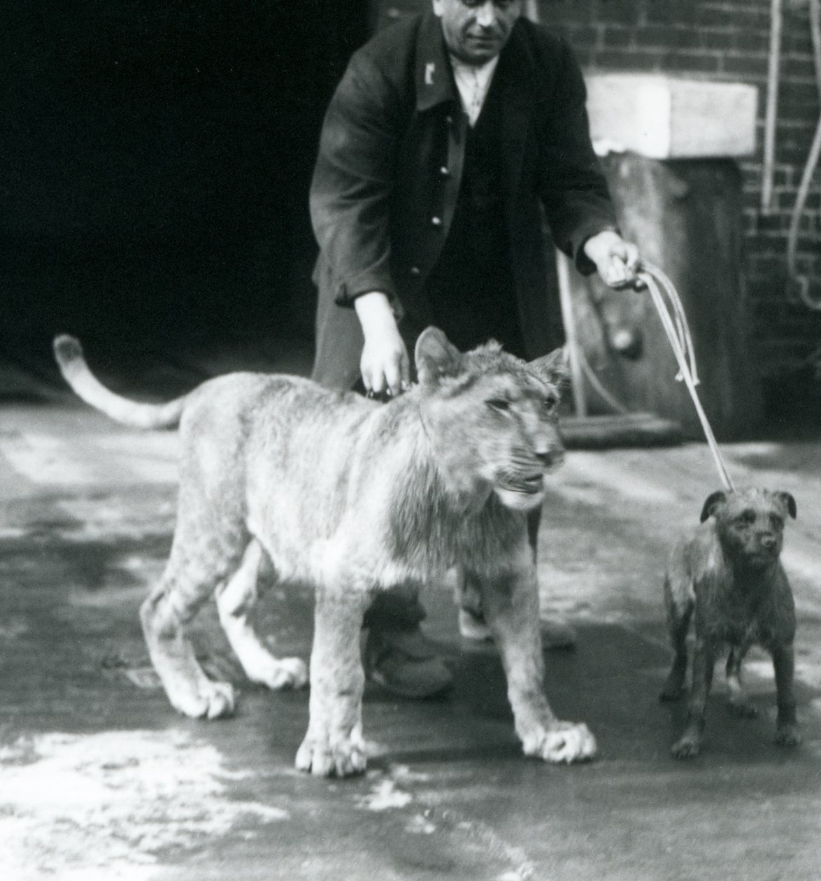 Een verzorger die een hond en een jonge leeuw uitlaat, London Zoo, augustus 1925 (zwart-wit foto) door Frederick William Bond