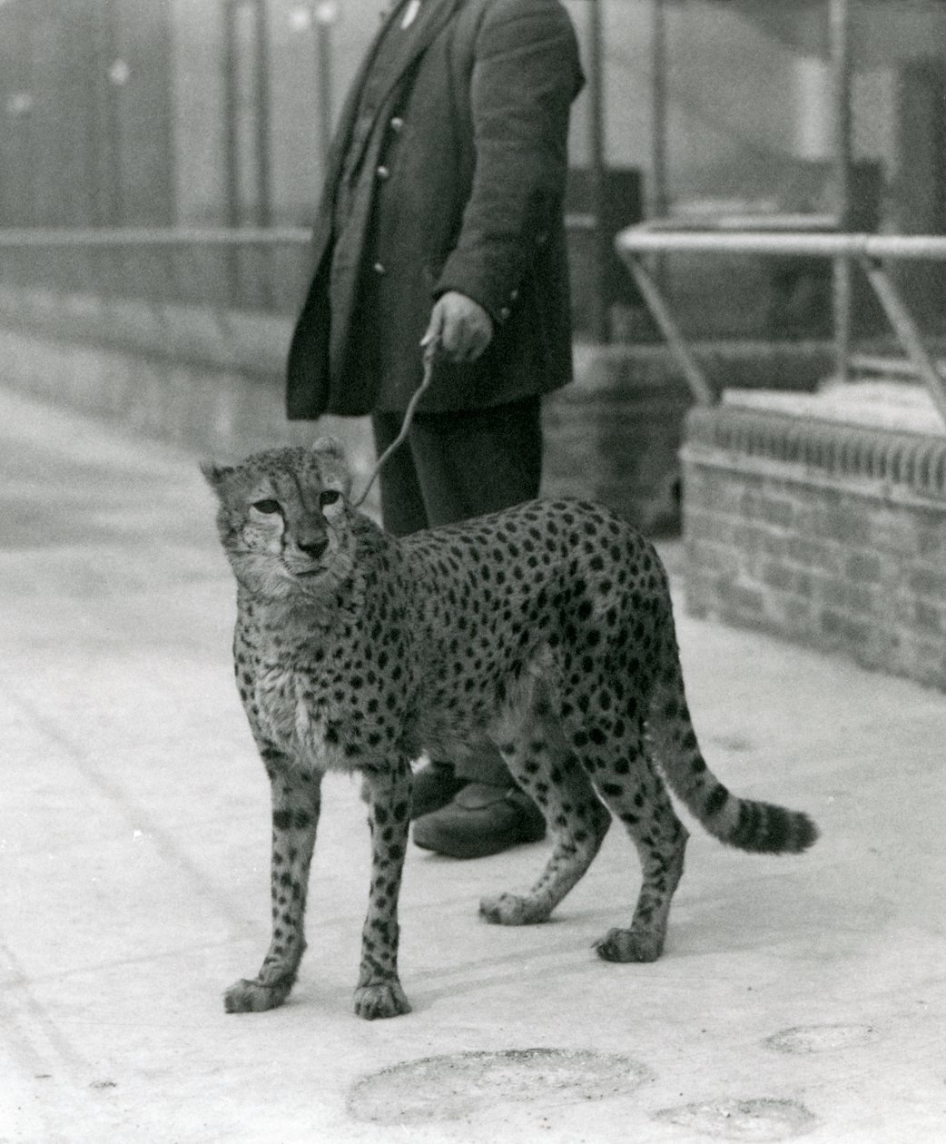 Een verzorger met een cheetah aan de lijn, London Zoo door Frederick William Bond