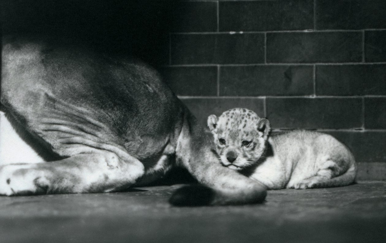 Een leeuwenwelp ligt achter de staart van zijn moeder, London Zoo, oktober 1925 door Frederick William Bond