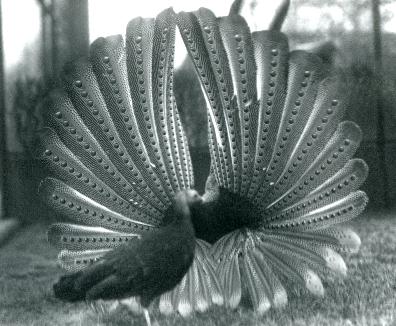 Een mannelijke Argusfazant hofmakerij, met een vrouwtje naast hem, London Zoo, januari 1926 door Frederick William Bond