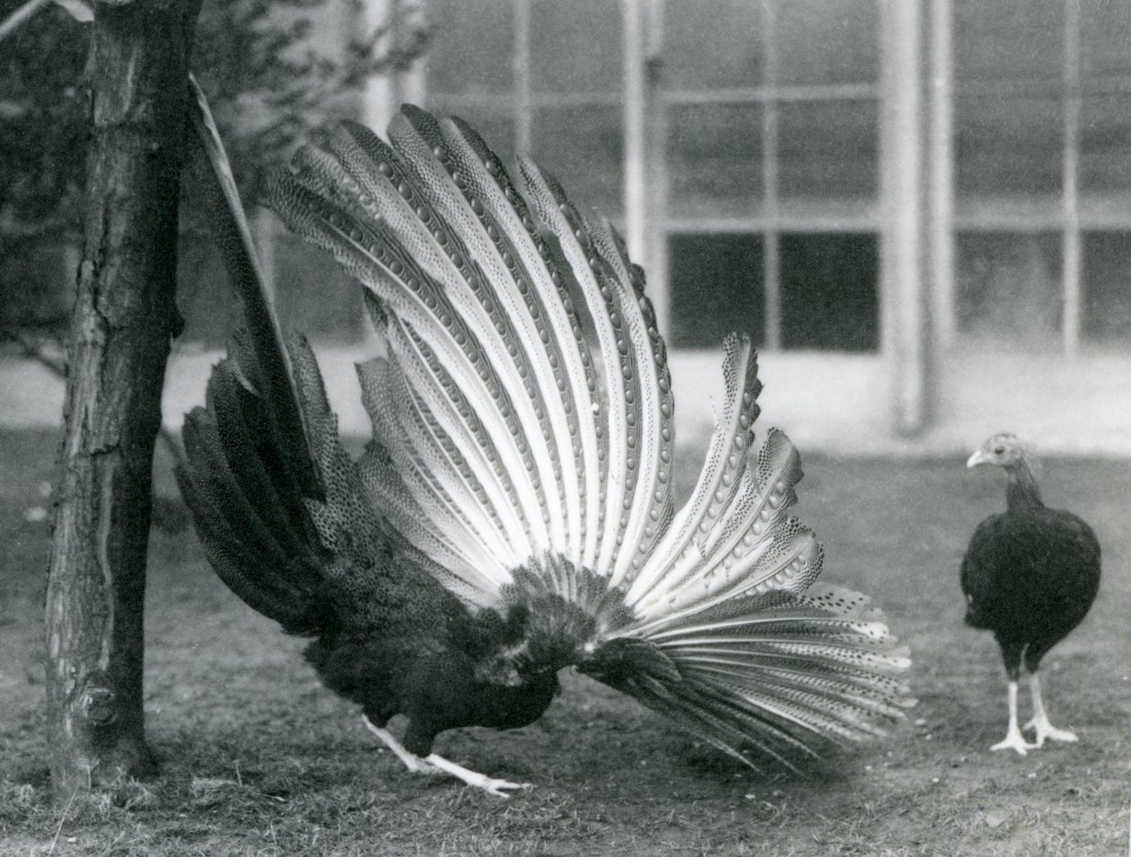 Een mannelijke Argusfazant, of Grote Argus, die zijn vleugel- en staartveren toont, terwijl een vrouwtje voor hem staat, London Zoo, januari 1926 door Frederick William Bond