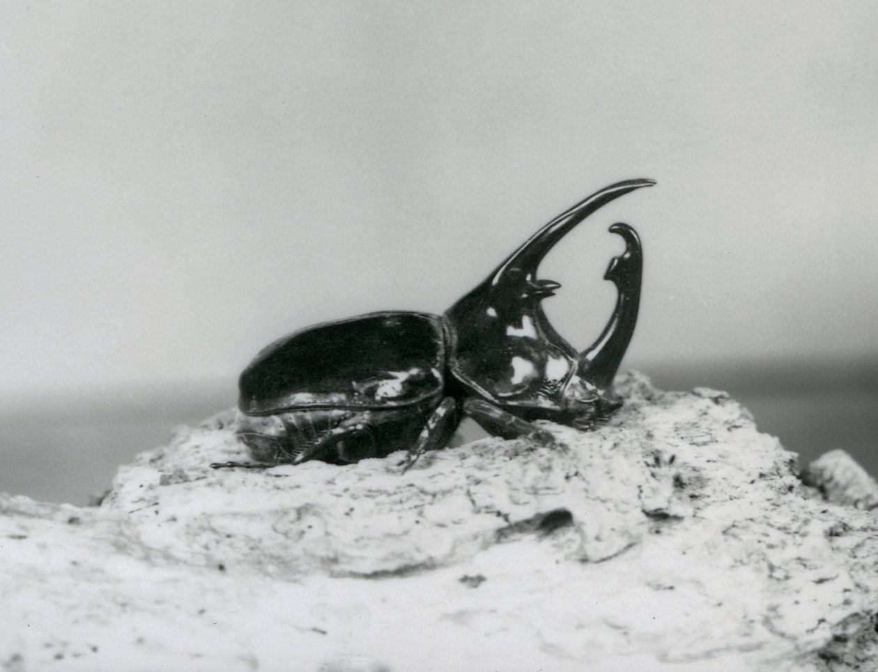 Een mannelijke Atlaskever rustend op schors bij de London Zoo door Frederick William Bond