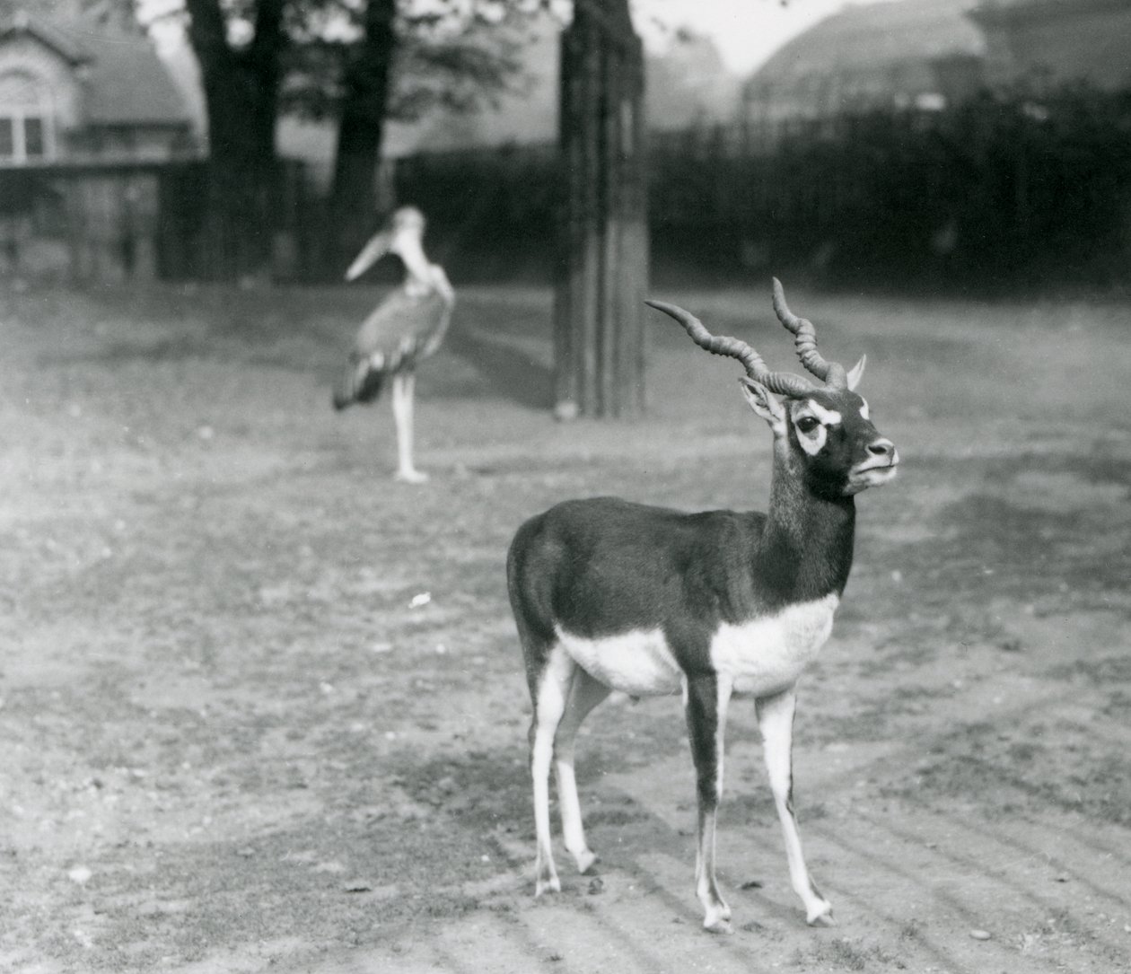 Een mannelijke Zwartebok of Indische Antilope in een paddock in de London Zoo, oktober 1926 door Frederick William Bond