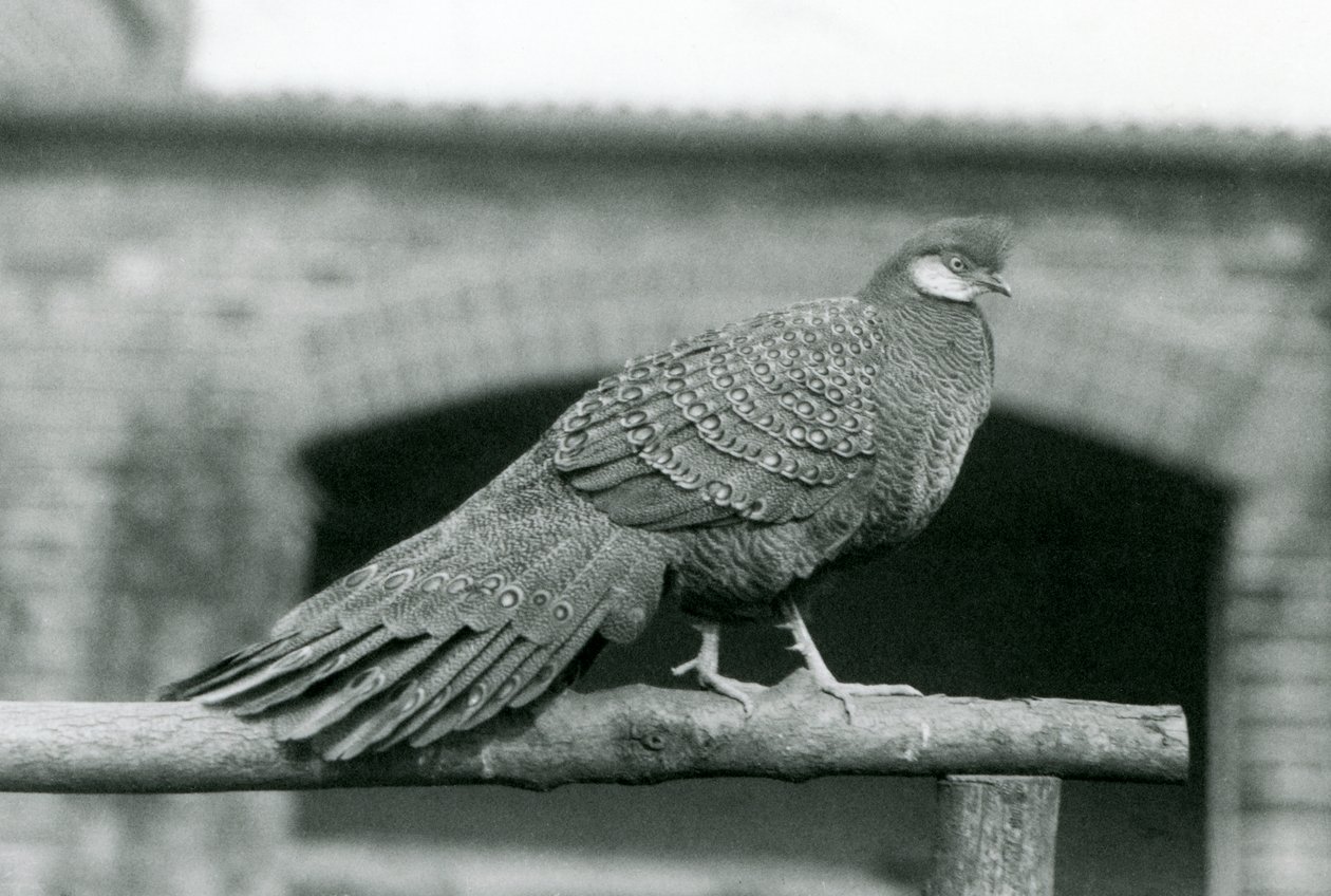 Een mannelijke Grijze Pauwfazant op zijn zitstok in de London Zoo in 1931 (zw/w foto) door Frederick William Bond