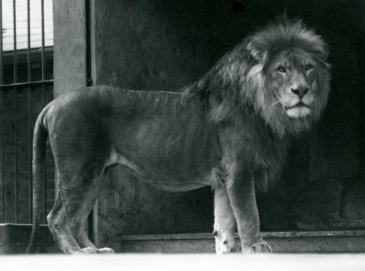 Een mannelijke leeuw in de Londense dierentuin, juni 1924 door Frederick William Bond