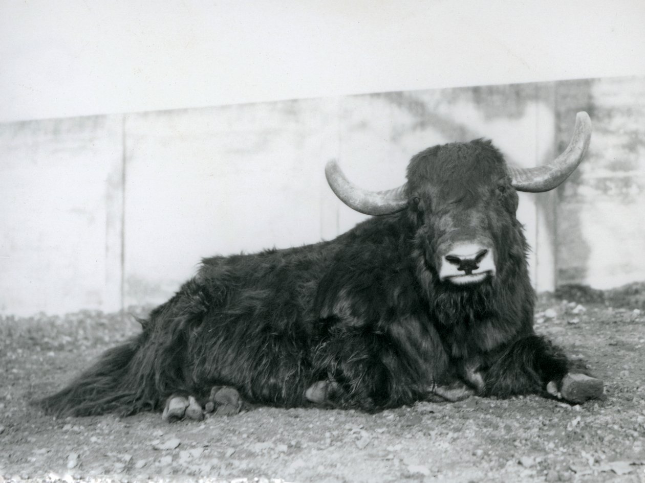 Een mannelijke jak liggend in zijn verblijf in London Zoo in 1928 (zwart-wit foto) door Frederick William Bond