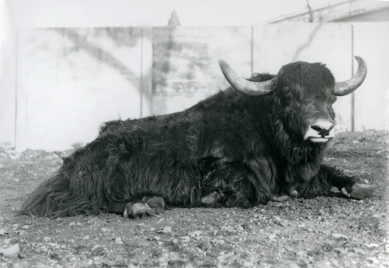 Een mannelijke jak liggend in zijn verblijf in London Zoo in augustus 1928 door Frederick William Bond
